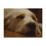 Furlock Holmes postcards
