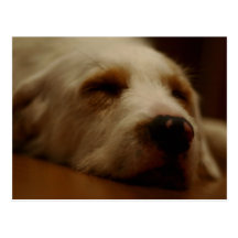 Furlock Holmes Postcard