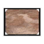 Furred Post Cards