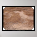 Furred posters