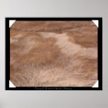 Furred Poster