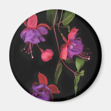 Fuschia Blossoms on Black Magnets