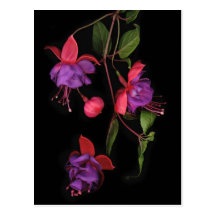 Fuschia Blossoms on Black Post Cards
