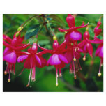 Fuschias flyers