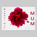 FUSHIA cards
