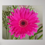 fushia daisy print