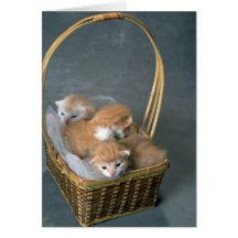 Fuzz Balls Cards