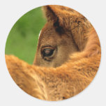 Fuzzy Baby Horse Sticker