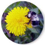 Fuzzy Bee Button