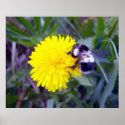 Fuzzy Bee Poster posters