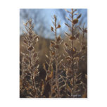 Fuzzy Sharp postcards