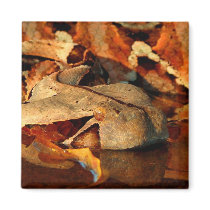Gaboon Viper Fridge Magnets