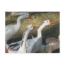 Gaggle of Geese Post Cards
