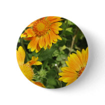 Gaillardia Flowers  Button
