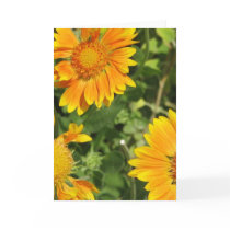 Gaillardia Flowers  Greeting Card