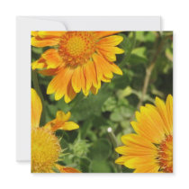 Gaillardia Flowers Invitations