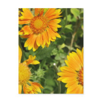 Gaillardia Flowers  Postcards