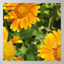 Gaillardia Flowers Poster