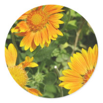 Gaillardia Flowers  Stickers