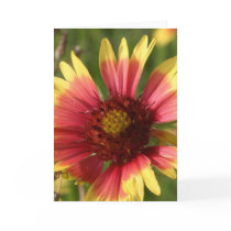 Gaillardia Greeting Card
