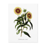 Gaillardia picta var tricolor postcards