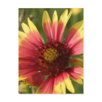 Gaillardia Postcard