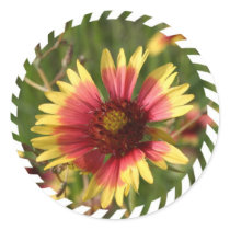 Gaillardia Stickers