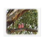 Galah 9R033D-14 postcards