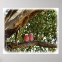 Galah 9R033D-14 posters