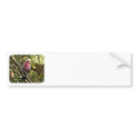 Galah 9Y201D-047 bumper stickers