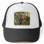 Galah 9Y201D-047 hats