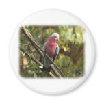Galah 9Y201D-047 magnets