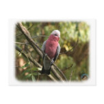 Galah 9Y201D-047 postcards