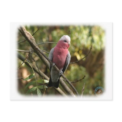 Galah 9Y201D-047 Post Card by TraffordPhotos