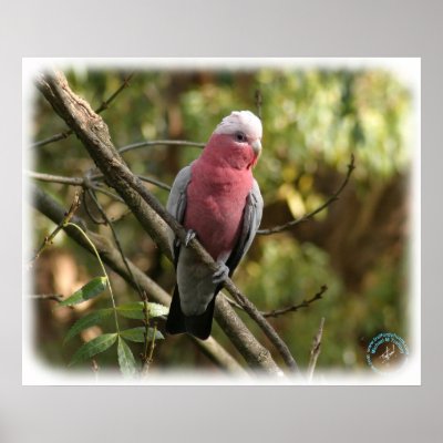 Galah 9Y201D-047 Poster by TraffordPhotos