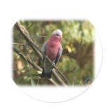 Galah 9Y201D-047 stickers