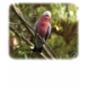 Galah 9Y201D-047 t-shirts