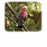 Galah 9Y201D-047 t-shirts