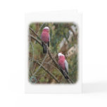 Galah 9Y209D-155 cards