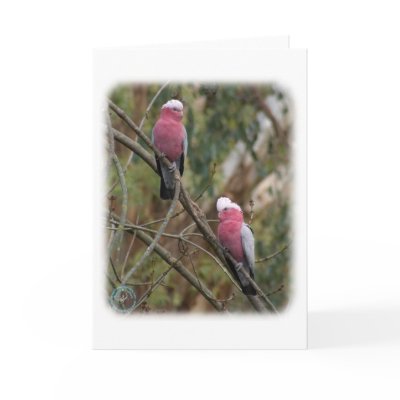 Galah 9Y209D-155 Card by TraffordPhotos