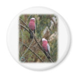 Galah 9Y209D-155 magnets