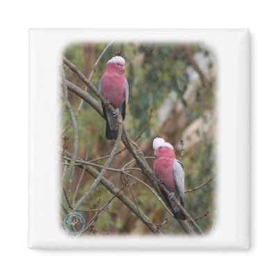 Galah 9Y209D-155 Refrigerator Magnets by TraffordPhotos