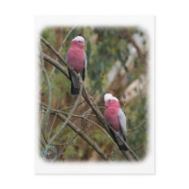 Galah 9Y209D-155 Post Cards