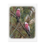 Galah 9Y209D-155 postcards