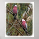 Galah 9Y209D-155 posters