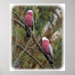 Galah 9Y209D-155 posters