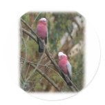 Galah 9Y209D-155 stickers