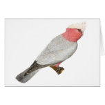 Galah - Cacatua roseicapilla cards