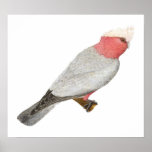 Galah - Cacatua roseicapilla posters
