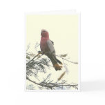 Galah cards